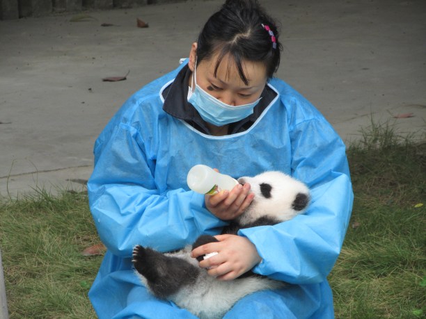 The role of Panda Handler has just been voted the best job in China....
