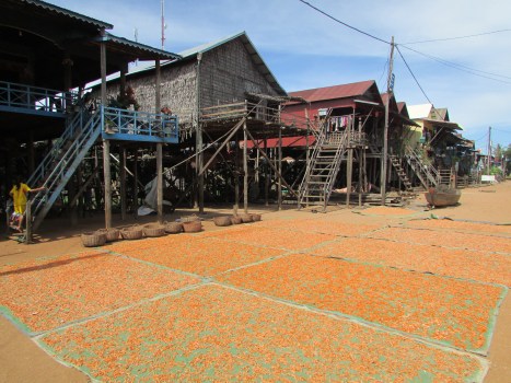 Really tasty freshwater shrimps drying on large mats