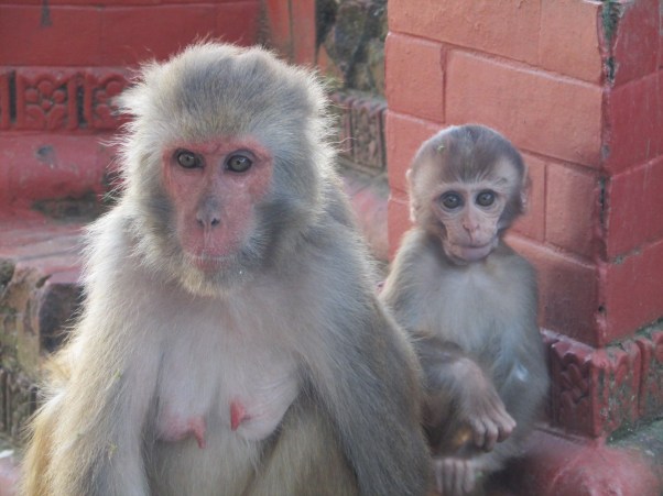 There are little monkeys wherever you are in the World…