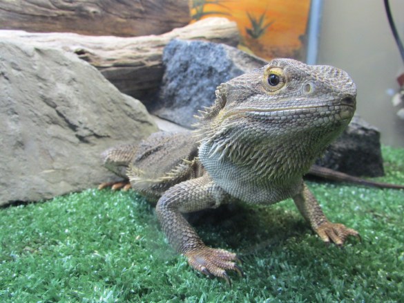 Arthur, Eddie's pet - hope you are ok mate??