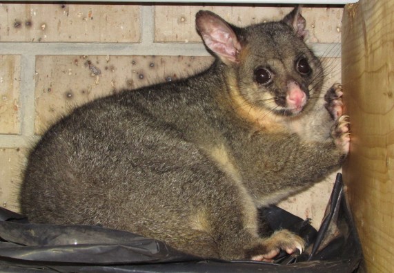 One of three smelly P's