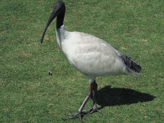 Ibis everywhere