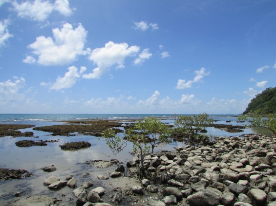 Rainforest on the Beach