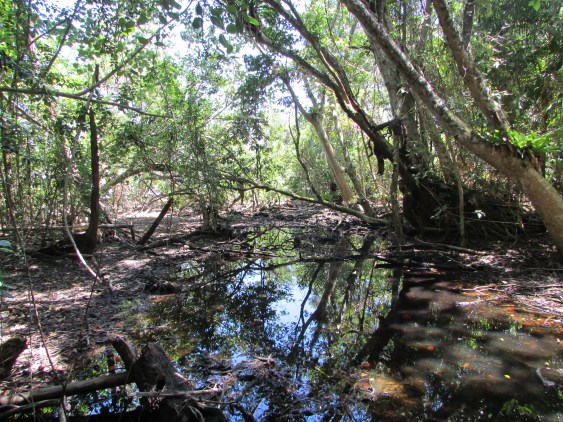 Mangrove swamps