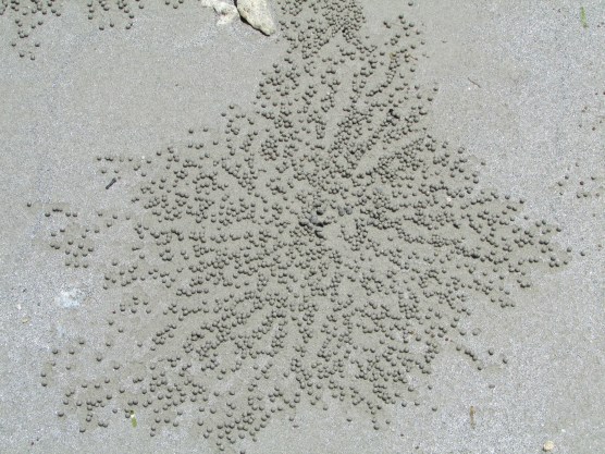 Amazing patterns made by crabs