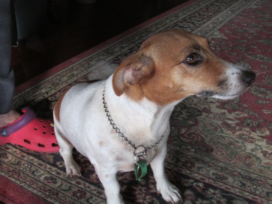 Love Trixie the Jack Russell that kept us company at the wonderful Sea Lords Bed and Breakfast, in Mission Beach. Also love Sharon’s aptly named pink Crocs