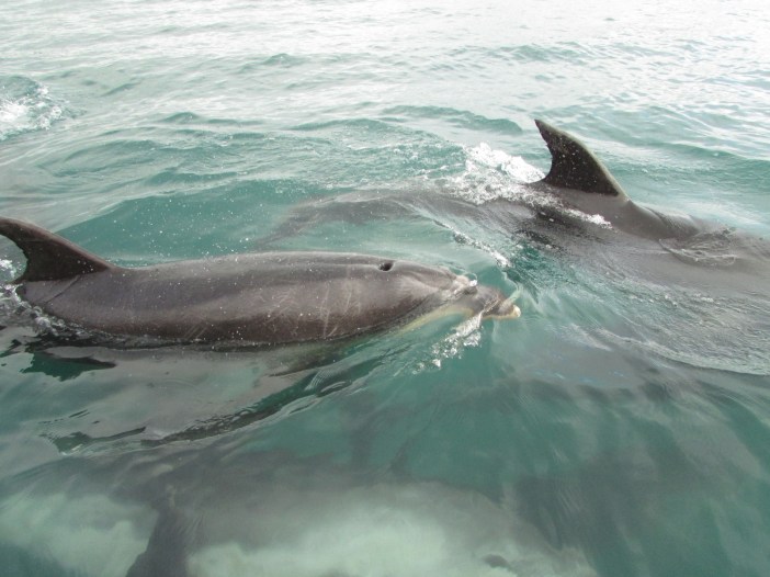 Look at the size of the white bull (bottom)