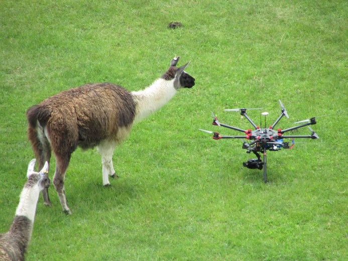 Lama meets drone