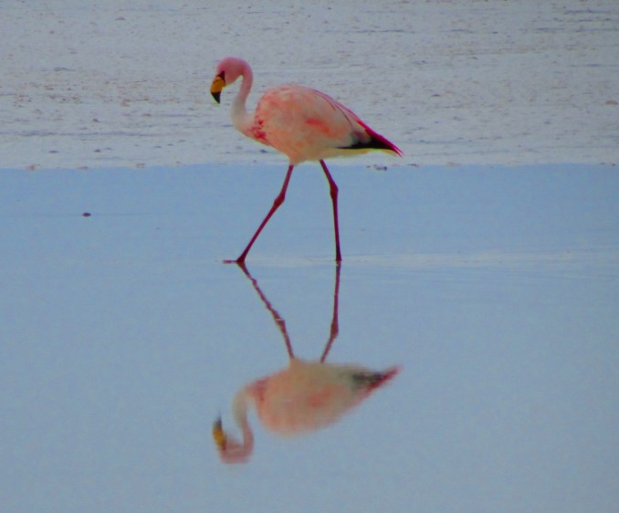 Flamingoland, North Yorkshire