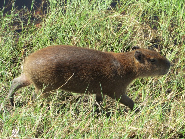 Capybara on the move